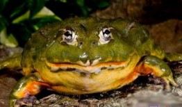 牛蛙饲养爆料视频教程全集,揭秘视频教程全集精华